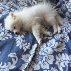 Meet your Posher, Allie